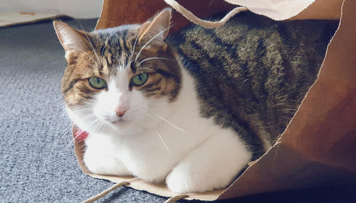 Vet Behavioural Therapy image of a contented cat relaxing in a paper bag.