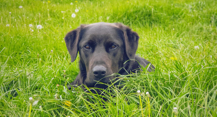 VBT Photo: Puppy in the Grass Vet Behavioural Therapy image of a black Labrador puppy resting in the long grass.