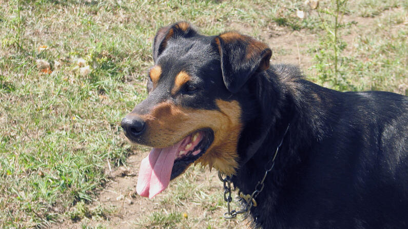 VBT Photo: Rusty the Dog Vet Behavioural Therapy image of Rusty the Huntaway dog.
