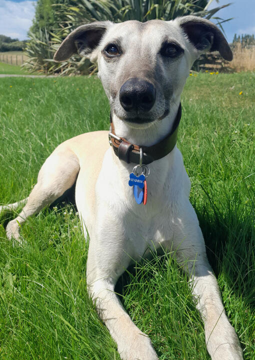 Vet Behavioural Therapy image of Kip, the local Whippet (dog) looking majestic.