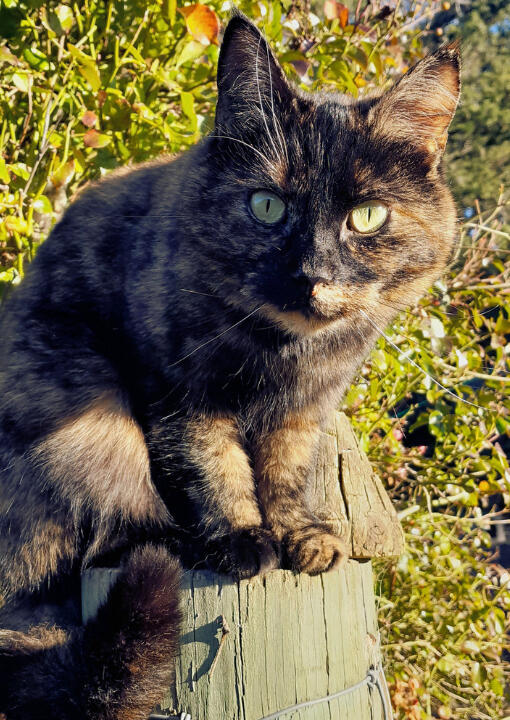 VBT Cat Photo Vet Behavioural Therapy image of Ladybird the tortoiseshell cat.