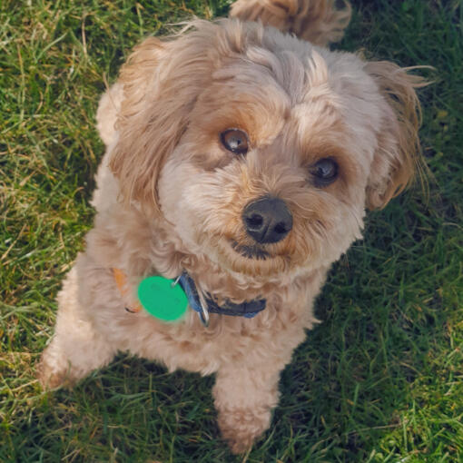 VBT Dog Photo Vet Behavioural Therapy image of Jorgy the Spoodle Dog.