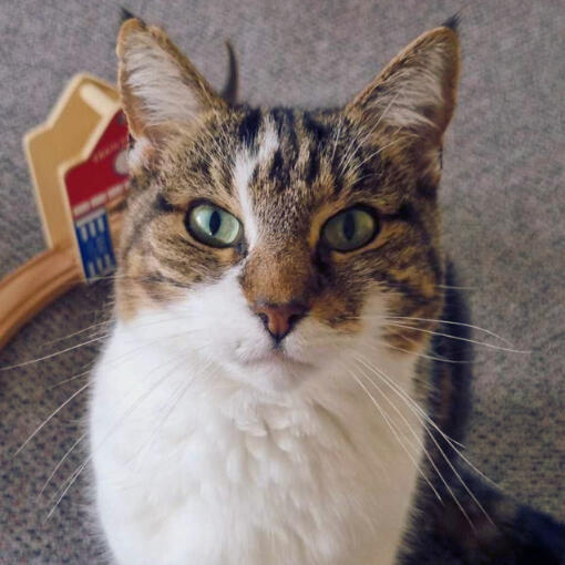 VBT Cat Photo Vet Behavioural Therapy image of a cat with green eyes.