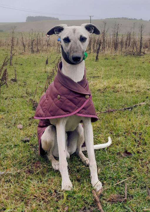 Vet Behavioural Therapy image of a Whippet dog sitting on the grass.